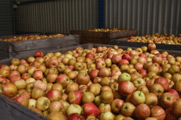 Ecarts de tri à la récolte de pommes, variété Gala